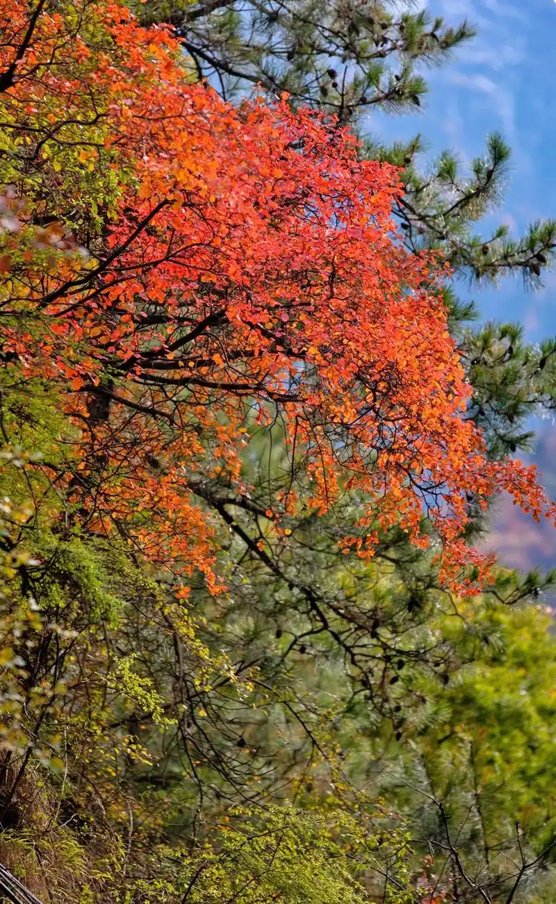 走,去理县!看"三千里红叶"