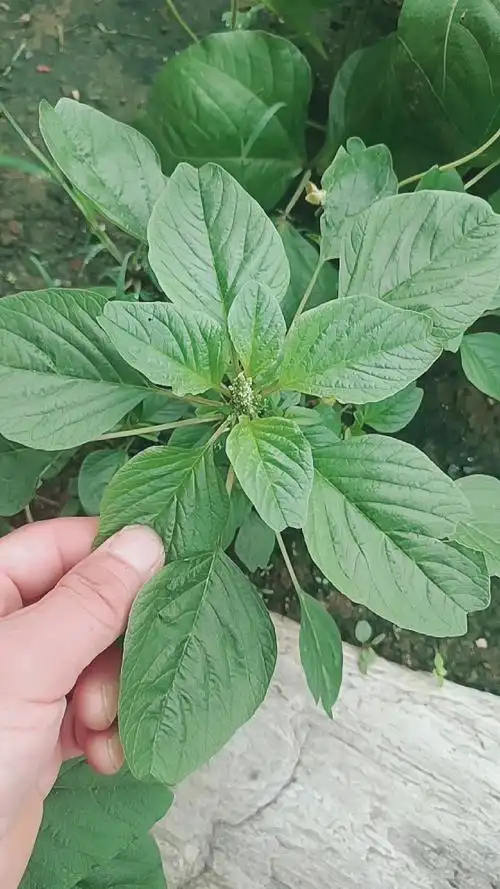 记录生活#纯野生的苋菜特别好吃