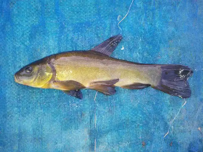 鱼类----中国湿地生态系统联盟