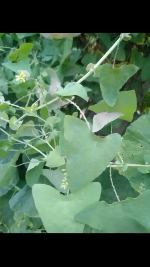 分享一个治缠腰蛇的偏方,这种草药炸成汁去擦,点关注后续分享更多民间