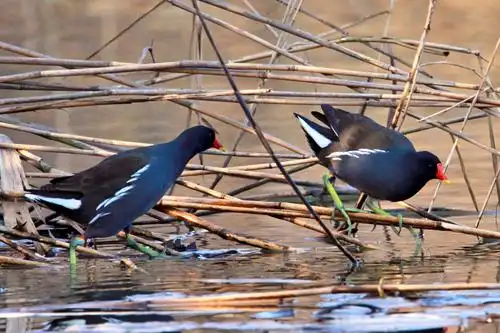 李老爷摄影《水鸟》 - 美篇