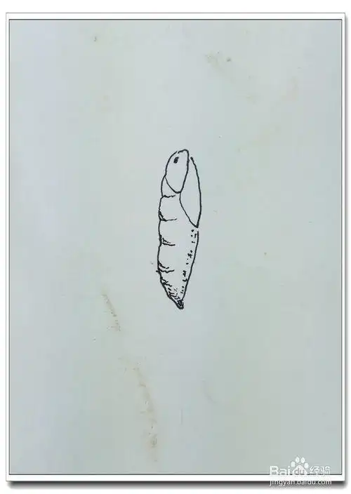 破蛹简笔画