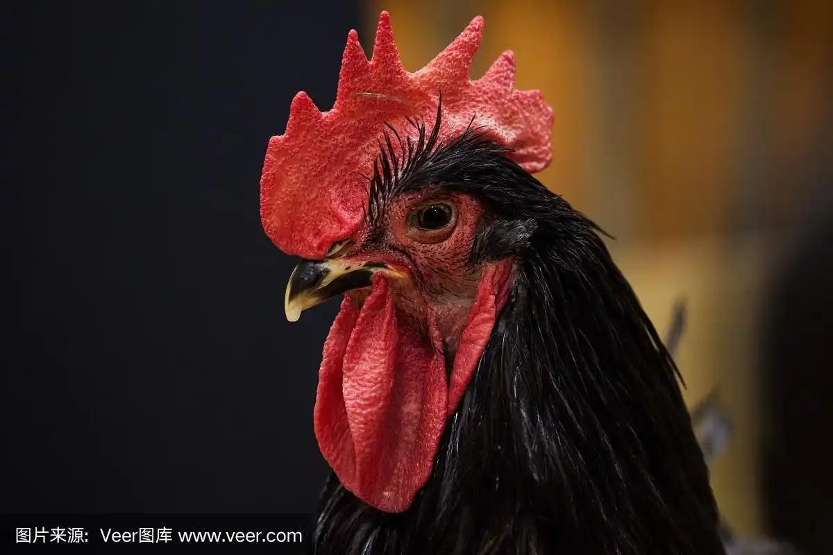 大黑公鸡的特写