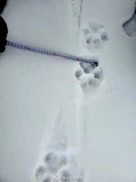 黑龙江边境发现野生东北虎脚印(图)