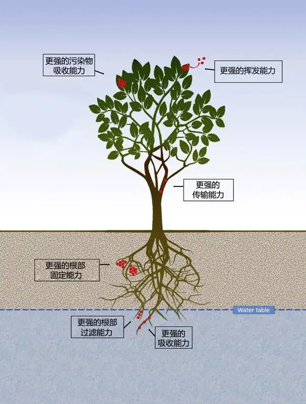 转基因植物相比于传统植物修复污染土地的优势