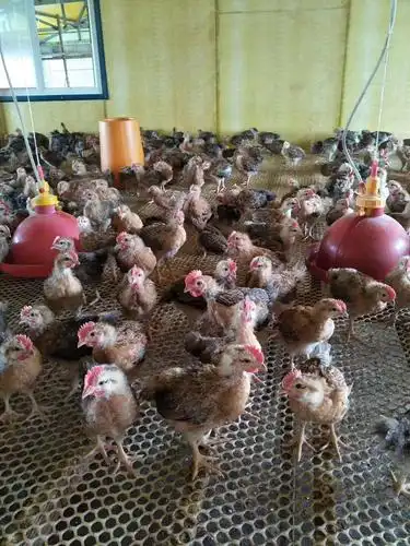 九斤红公鸡苗诚信销售