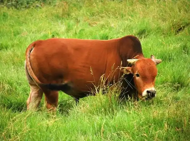 河南农民救下待宰黄牛,3年后地里干活遭野猪攻击,黄牛赶来相救