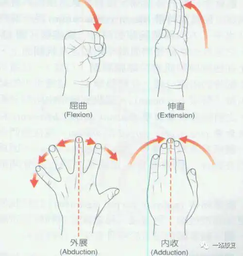 肘屈伸肩水平伸展肩水平内收外展功能性内外旋肩内旋外旋肩外展肩内收