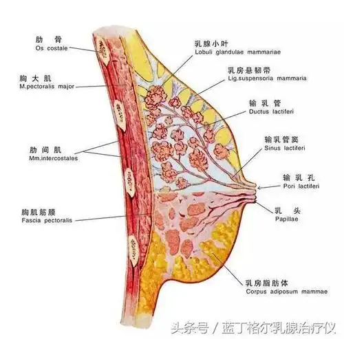 乳房的结构首先了解一下乳房的结构.