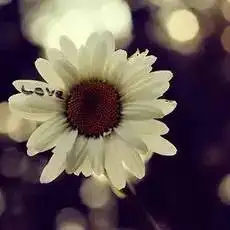 个性头像可爱心形及花草唯美意境微信头像