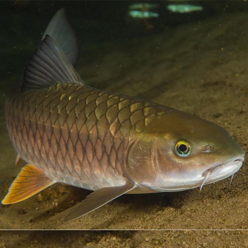 观赏鱼活体水族宠物中国原生鱼大型肉食淡水冷水鱼军鱼光倒刺鲃