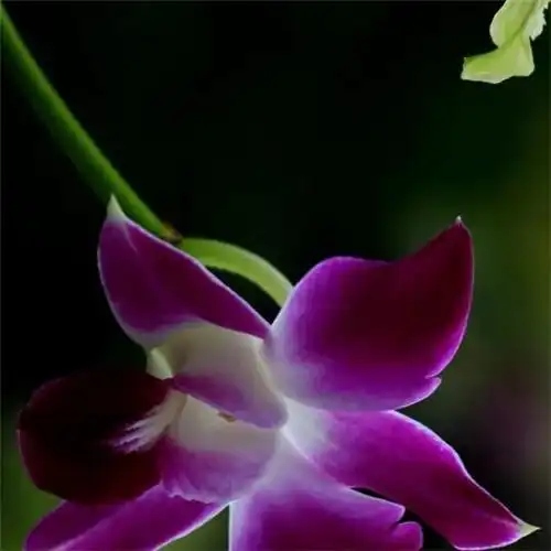 唯美清新脱俗兰花头像图片