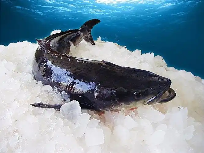 一啸百科呆口呆面的海鲡鱼