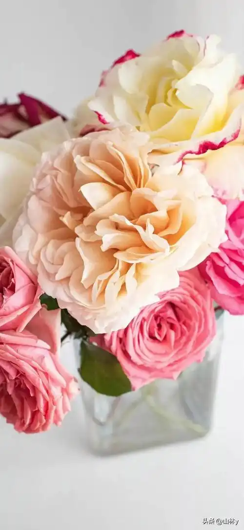 娇艳美丽的花朵太迷人了