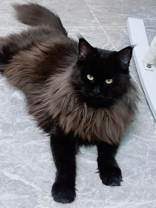 黑色缅因掉色了