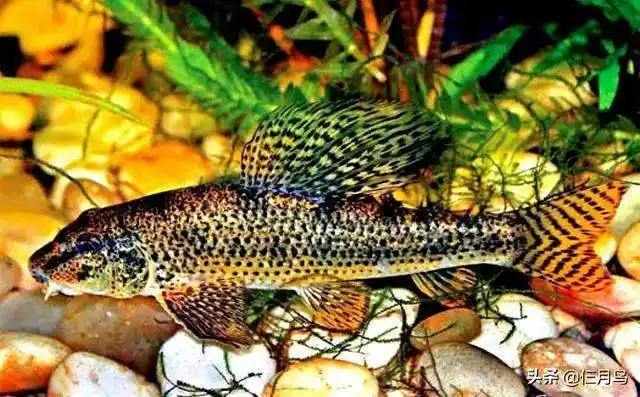 皮实耐操的冷水观赏鱼,鱼友们再不会嘲笑你不会养鱼了