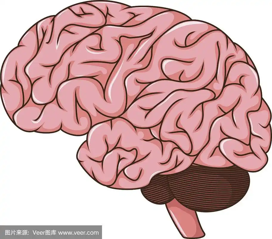 人类大脑的卡通