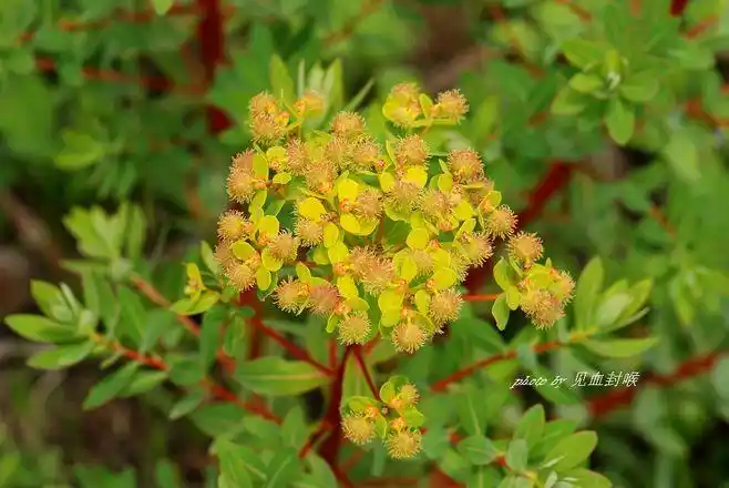 euphorbia fischeriana steud. 狼毒大戟