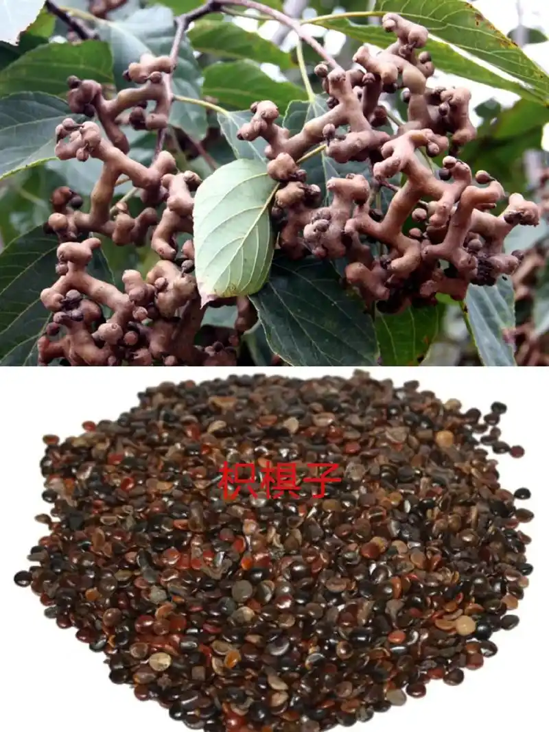 中草药知识 #植物科普 #识百草 #中草#中药材 - 抖音