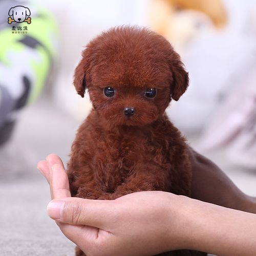 幼犬 泰迪犬狗狗活体茶杯犬泰迪宠物狗 小体玩具型长不大微小体贵宾犬