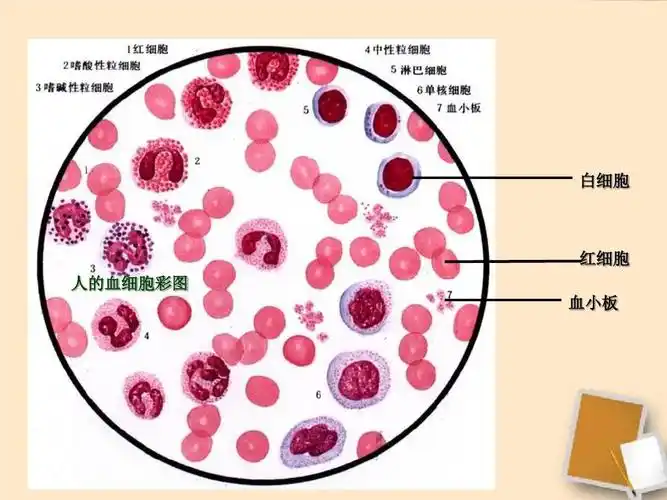 白细胞 红细胞 人的血细胞彩图 血小板