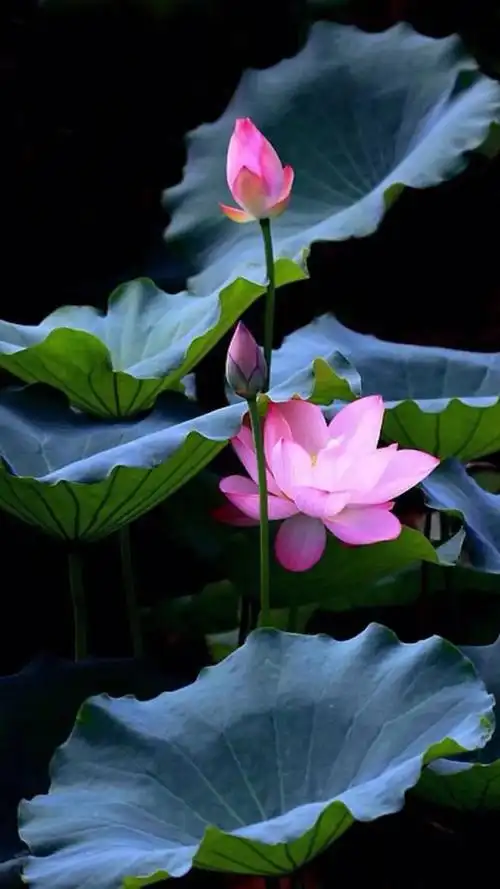 有关荷花的经典佳句(赞荷花佳句经典名言 )