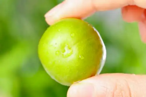 手里拿着新鲜李子 脱骨李