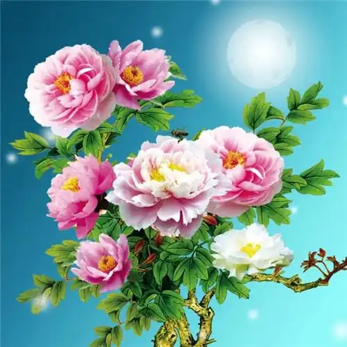 花开富贵头像 适合妈妈们用的高清好看花开富贵图片微信头像_微信头像