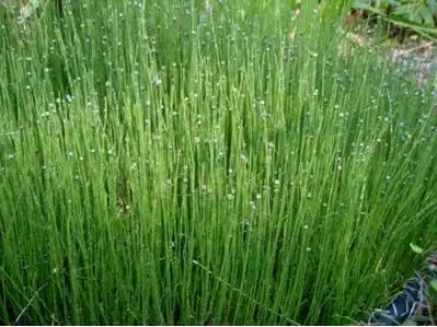 木贼,木贼的功效与作用,木贼的副作用,木贼的食用方法_中华康网