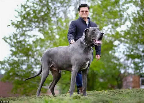 英国最大犬身长2米重如小象 每月吃千元狗粮还很"瘦"