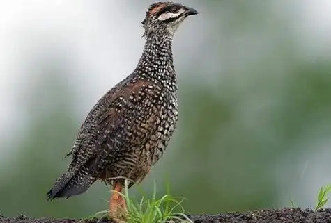 鹧鸪鸟的叫声,鹧鸪鸟的养殖技术_竞价网