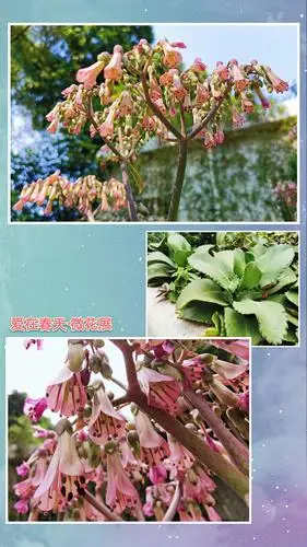 7,落地生根:别称灯笼花,花蝴蝶,寓意切切实实,一心一意.