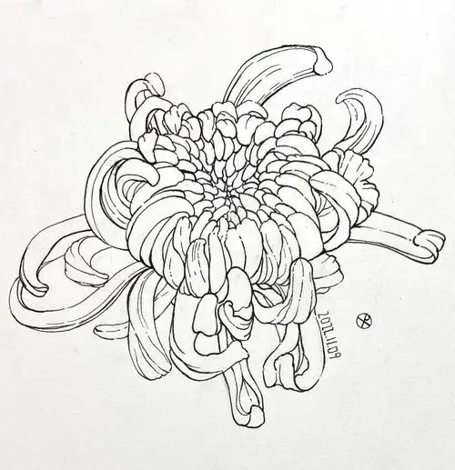 钢笔画  #菊花  #画画的日常  #临摹  第一次尝试画菊花,手还是抖的