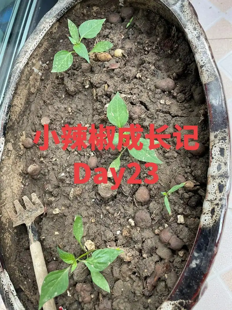 小辣椒9215在悄悄长大,又偷偷长出一片新叶子,成长的过程中漫