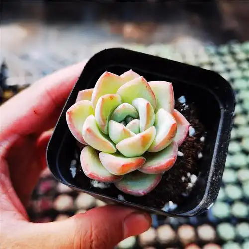 多肉奶油泡芙轰动植物厘米单头30包邮不仅布蔓多肉植物