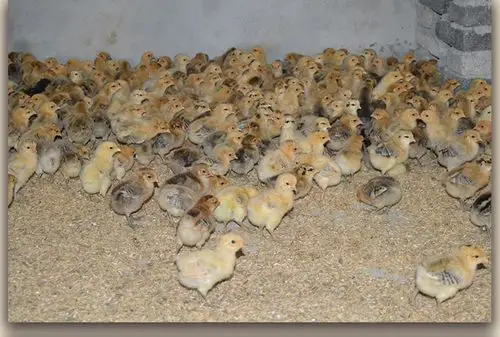 家禽 鸡苗土鸡批发 绿壳蛋鸡苗 高产优质 基地大量供应包回收