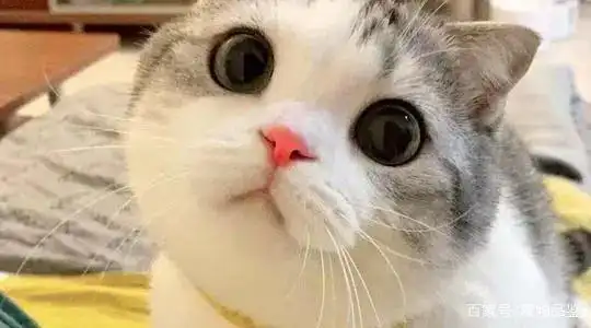 香香软软的小泡芙是什么猫