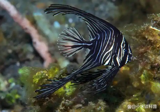 动物科普:神似燕子,优雅的海中"燕子"——燕鱼