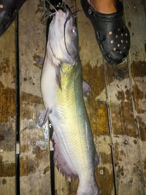 上海路亚叉尾鮰