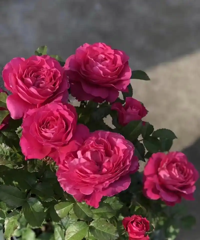 盆栽月季-双子座