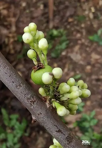 开眼界在树杆上开花结果的树葡萄