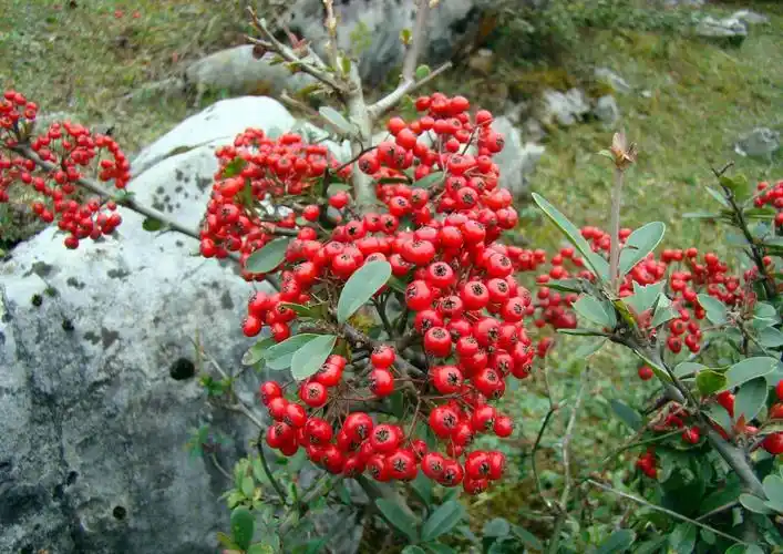 这种红果子树在农村野外山坡很常见栽种到花盆里卖好几百一盆