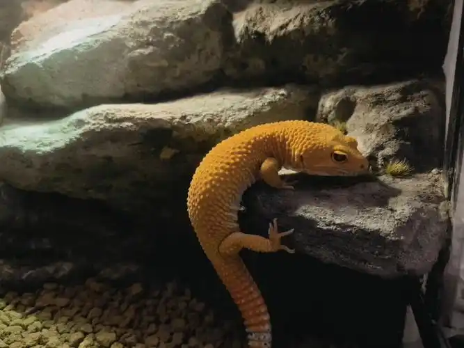 豹纹守宫造景缸