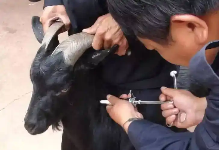 怀孕羊可以打吗?_接种_羊进行_疫苗