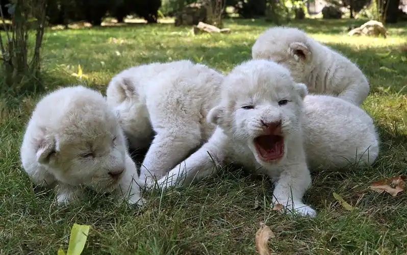 克里米亚地区,四只新生白狮幼崽在taigan野生动物园亮相