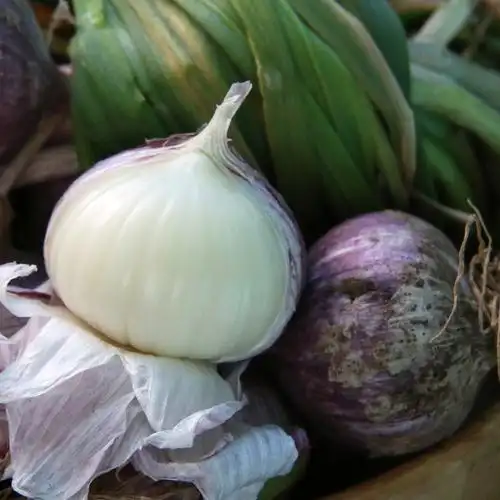 2020大理紫皮独头蒜云南紫皮蒜大独蒜头 新蒜大蒜2斤大理蒜头包邮