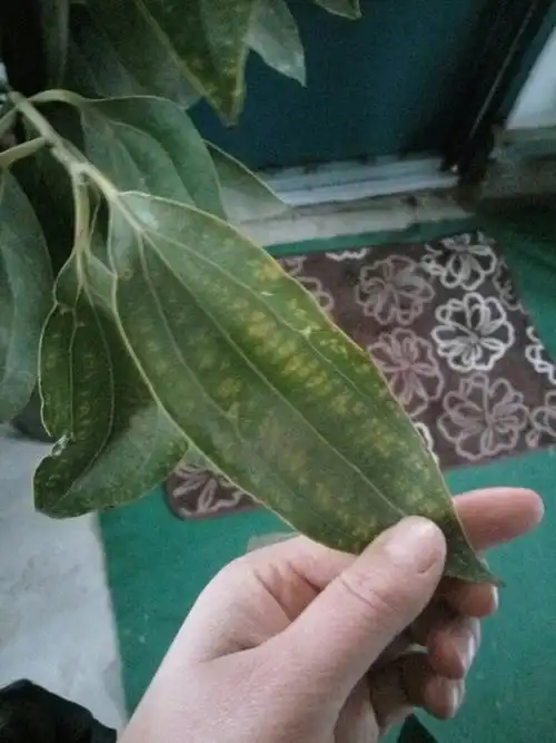 发财树叶子上出现黄斑,有的叶尖枯了,该怎么办?有哪位大神帮帮忙吗