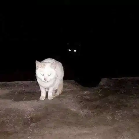 难怪这么少人养黑猫,太"吓人"了,让人难以接受