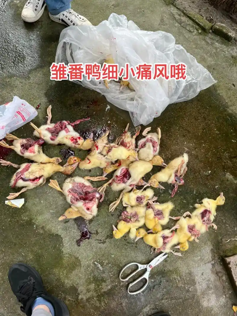 雏鹅痛风还没停,雏番鸭痛风又开始了,管理第一,合理保温通风, - 抖音