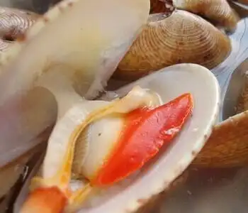 北极贝的家常做法北极贝的营养价值